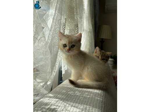 Sağlıklı ve güzel yavrular aşıları var tuvalet eğitimi var