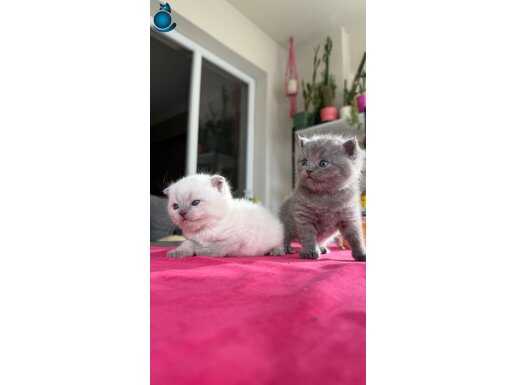 A kalite Yavrularımız 