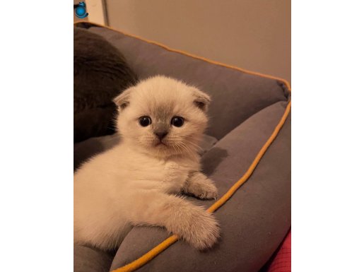 A Kalite Scottish Fold Yavrumuz