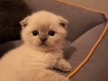 A Kalite Scottish Fold Yavrumuz