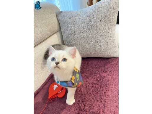 Oyuncu Mavi gözlümüz British shortair 