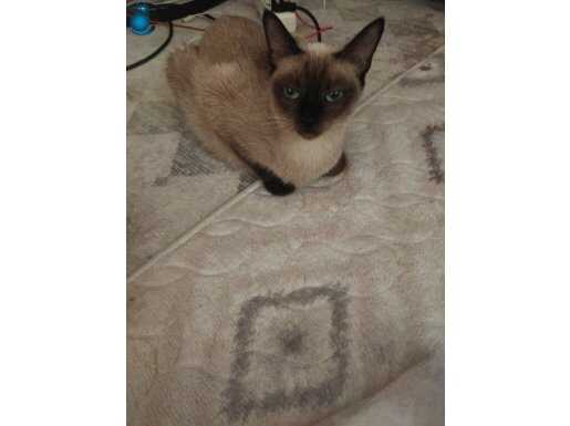 Siyam kedisi satılık sadece İstanbul Bağcılar yavru kedi 