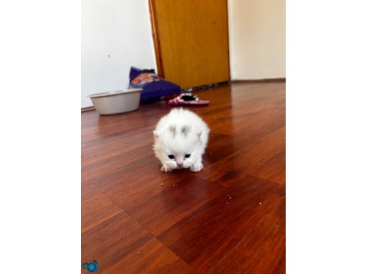 Safkan british yavrular 