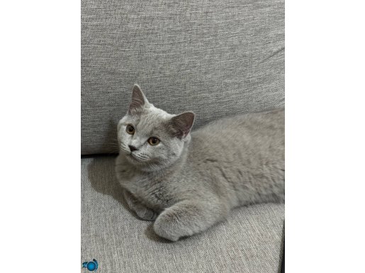 Ücretsiz sahiplendirme 4 aylık dişi yavrumuz ömürlük yuva