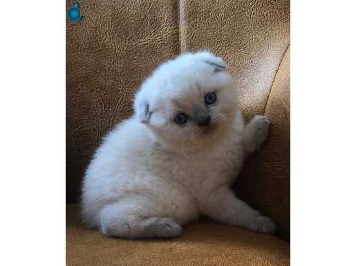 Scottish fold cinsi yavru kediler satıyorum