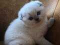 Scottish fold cinsi yavru kediler satıyorum