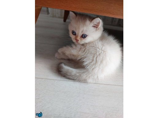 2 aylik erkek Oyuncu bebek