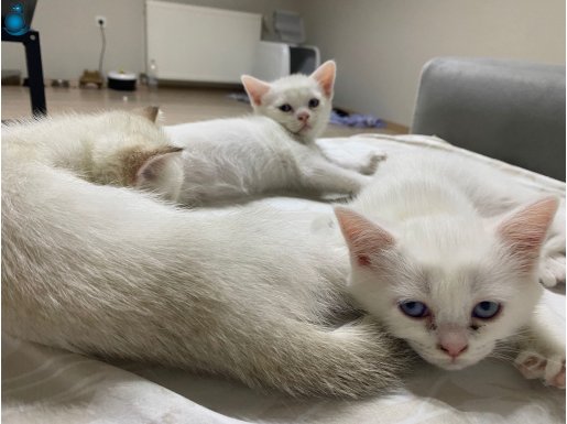 DİŞİ VE ERKEK BRİTİSH SHORTHAİR BEYAZ TÜYLÜ MAVİ GÖZLÜ