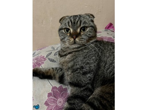 Çok akılı bir ev kedisi maddi imkandan dolayı satıyorum 