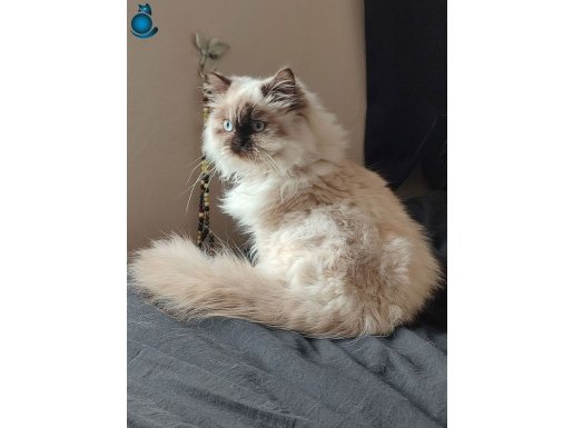 Ragdoll cinsi 6 aylık mama ve tuvalet eğitimli Özel kedi