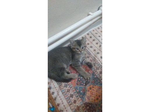 2 aylık rengi cok özel temiz sağlıklı oyuncu uysal 