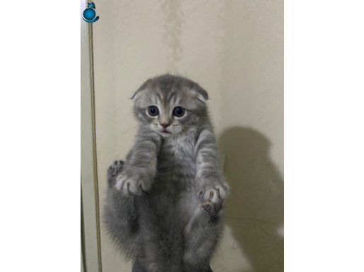 Scottish cok tatlı aile sevgisi ile büyümüş bebek