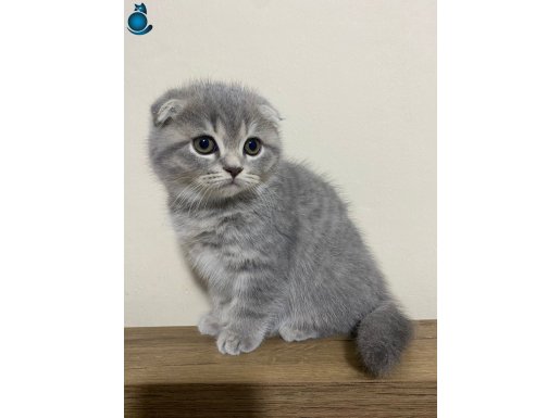 Oyuncu sakin sevimli erkeğimize yuva arıyoruz 