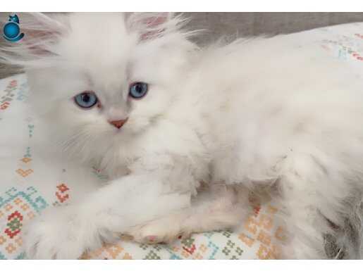 Safkan British longhair 