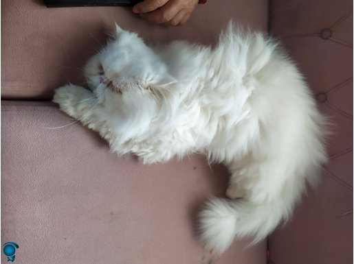 İran kedisi beyaz erkek kısırlaştırılmış 2 yaşında