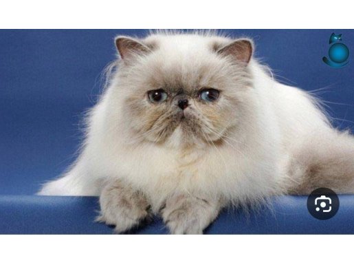 2 yaşında herşeyi tamam eksiksiz orijinal İran kedisi