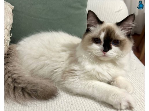 7 Aylık Anne Baba Şecereli Evcil Erkek Ragdoll Kedimiz