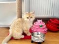 Safkan British Longhair Pedigreli Kediler