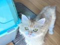 Safkan British Longhair Pedigreli Kediler