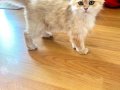 Safkan British Longhair Pedigreli Kediler