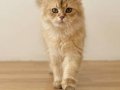 Safkan British Longhair Pedigreli Kediler