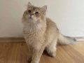 Safkan British Longhair Pedigreli Kediler