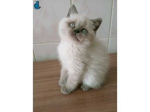 Mavi gözlü bluepoint yavrular