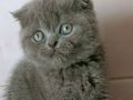 Scottish Fold top kafa ayı surat yavrular
