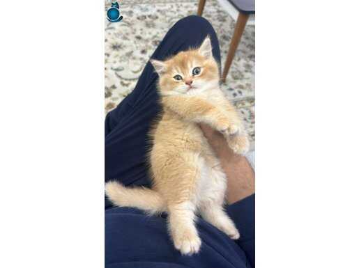 uysal cins kedi 2 aylık british shortair fiyatta pazarlık 
