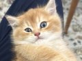 uysal cins kedi 2 aylık british shortair fiyatta pazarlık 