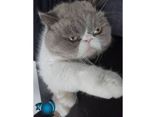 Kısır Erkek 1.5 yaşında exotic shorthair