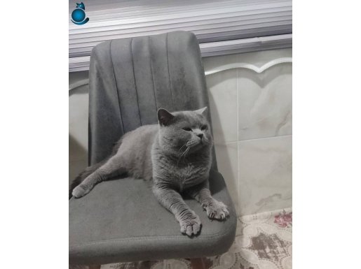 Kısırlaştırılmamış Erkek 2 yaşında British