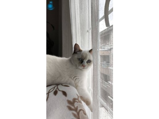 British Longhair 5 Aylık 