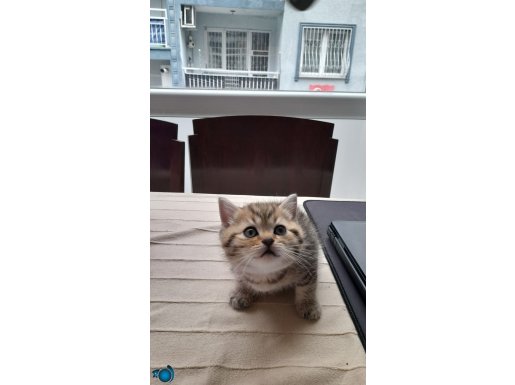 Tuvalet eğitimi var