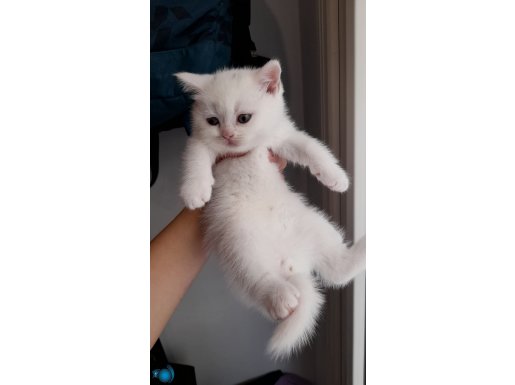 Tuvalet eğitimi vardır 