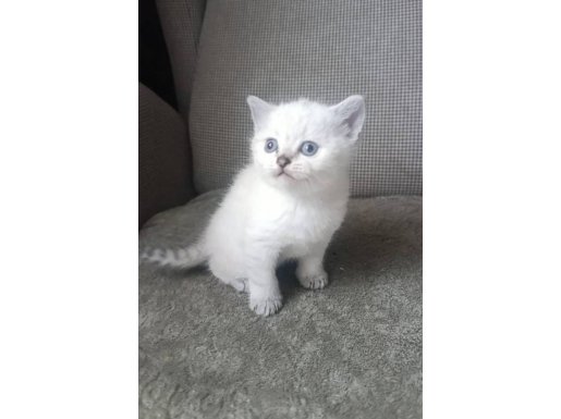 Pırlanta Bakışlı British yavruları