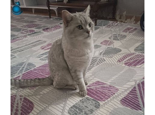 2 Yaşında Gümüş Asaletli British Shorthair Erkek