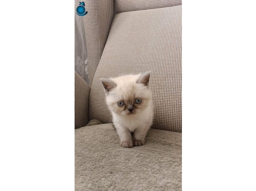 Britihs yavru kedi 