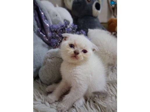 Minik bebişimiz yeni yuvasını arıyor