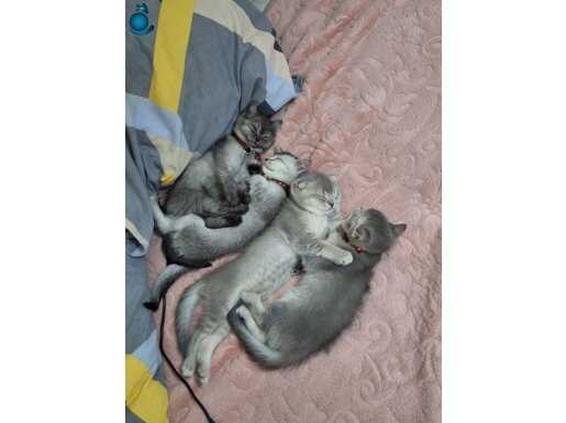 Yavrularımızı sahiplendiriyoruz