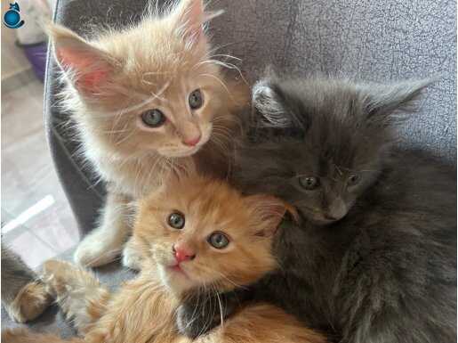 Safkan maine coon bebekler 