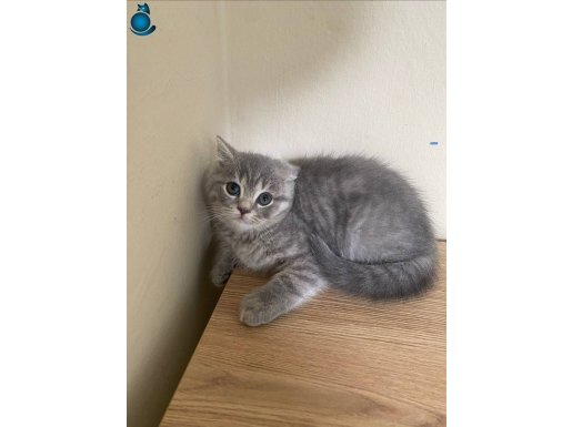 British anne sevgisiyle büyümüş 2 aylık dişi bebiş