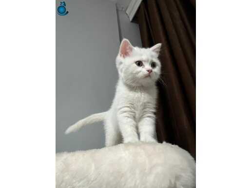 Anne sütü ile büyümüş yavru 