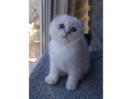 Scottish Fold Yavru 