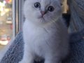  Scottish Fold Yavru 