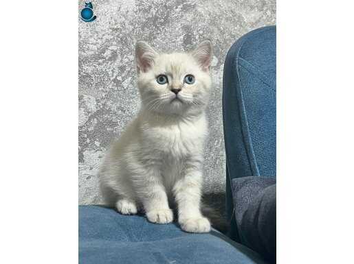 2 aylık British ve Bluepoint Yavrular