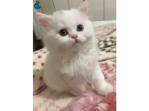 3 AYLIK BEYAZ BRITISH 