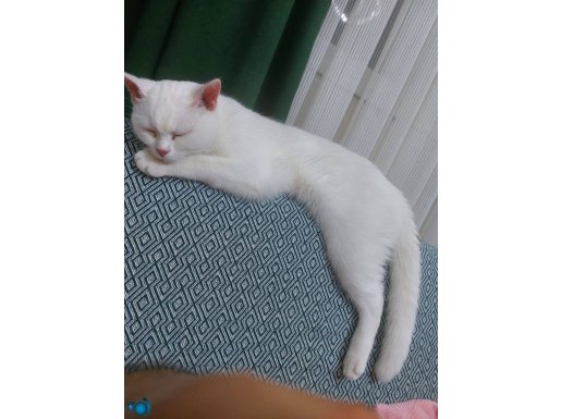 6 ayllık safkan eğitimli Dişi