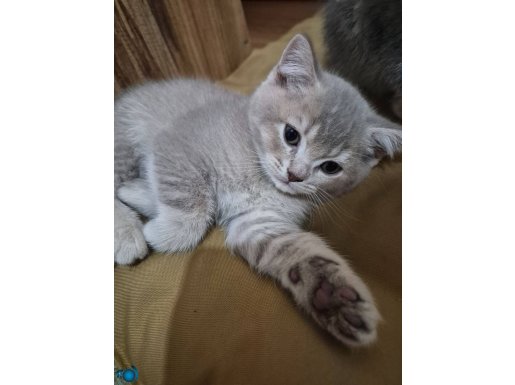 56 günlük erkek bebeklerimiz