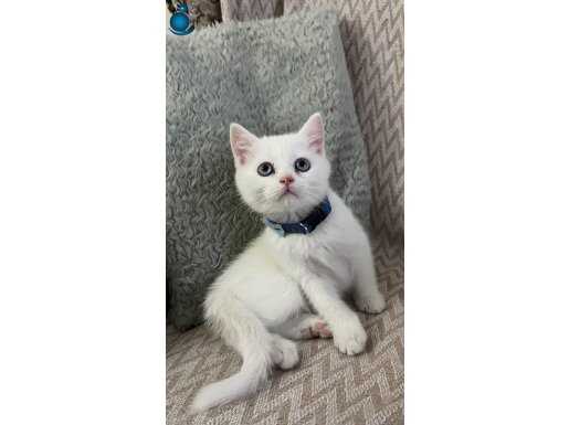 British blue point yavru kedi